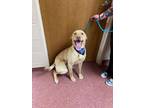 Adopt Jimbo a Yellow Labrador Retriever