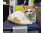 Adopt Finnigan a Domestic Short Hair