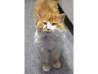 Adopt Jerry a Domestic Long Hair