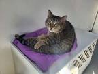 Adopt Marshall a Domestic Short Hair