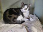 Adopt Larry a American Shorthair