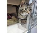 Adopt Tom a Extra-Toes Cat / Hemingway Polydactyl, American Shorthair