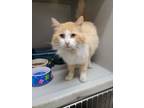 Adopt Melon a Domestic Long Hair