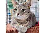 Adopt Kellan a Domestic Short Hair, Tabby