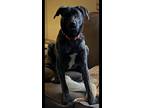 Adopt Whiskey a Catahoula Leopard Dog, Plott Hound