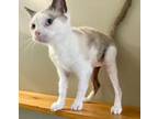 Adopt OMALLEY a Snowshoe