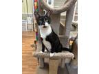 Adopt Tommy * a Domestic Short Hair
