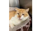 Adopt Fabian a Domestic Short Hair