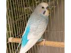 Adopt Haribo a Parakeet (Other)