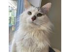 Adopt Tempura a Domestic Medium Hair