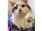 Adopt Temaki a Domestic Medium Hair