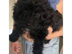 Poodle (Toy) Puppy for sale in Rainsville, AL, USA