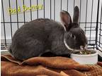 Adopt Bad Bunny a American