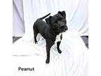Adopt Peanut a Terrier, Mixed Breed