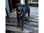 Adopt Buster a Rottweiler, Mixed Breed