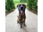 Adopt Axel a Pit Bull Terrier, Boxer