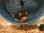 Adopt Olive 2 a Mouse