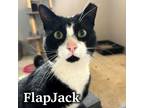 Adopt Flap Jack a Domestic Short Hair, Tuxedo