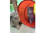 Adopt Madera a Domestic Short Hair