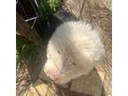 Old English sheepdog