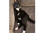 Adopt BOOTS-tall & long, lap cat, very friendly a Domestic Short Hair