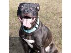 Adopt Kyle a Pit Bull Terrier