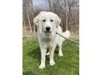 Adopt Prince Charming* a Great Pyrenees