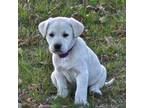 Labrador Retriever Puppy for sale in Whitehall, MT, USA