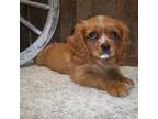 Cavalier King Charles Spaniel Puppy for sale in Mountain Grove, MO, USA