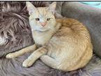 Adopt Dalton a Domestic Short Hair, Tabby