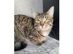 Adopt 6167 (Jeff) a Domestic Short Hair