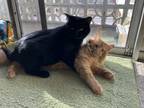 Adopt Chandler and Bing (FIV+) (bonded pair) a Domestic Short Hair