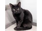 Adopt Perrin a Domestic Short Hair