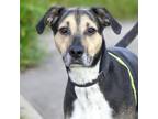 Adopt ODIE a Black and Tan Coonhound, German Shepherd Dog