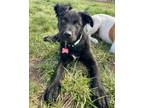 Adopt Titus a Border Collie, Black Labrador Retriever