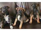 Adopt Cadbury Puppies a Manchester Terrier