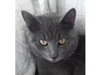 Adopt Max a Russian Blue