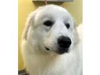 Adopt Julio a Great Pyrenees