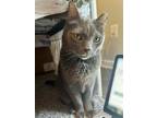 Adopt CUCUMBER a Domestic Short Hair