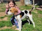 Adopt Frosty a Treeing Walker Coonhound, Beagle