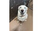 Adopt Jango a Siberian Husky