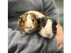 Adopt Tony a Guinea Pig