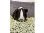 Adopt Spike a Guinea Pig