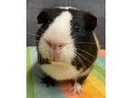 Adopt Spike a Guinea Pig