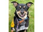 Adopt Fred GCH a Miniature Pinscher