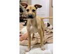 Adopt Pong Lonestar a Black Mouth Cur, Labrador Retriever