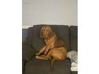 Adopt Stella a Bloodhound