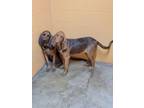 Adopt Savannah a Bloodhound