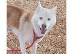 Adopt ALFONZO a Husky, Mixed Breed