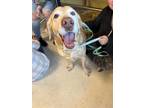 Adopt Dug a Yellow Labrador Retriever